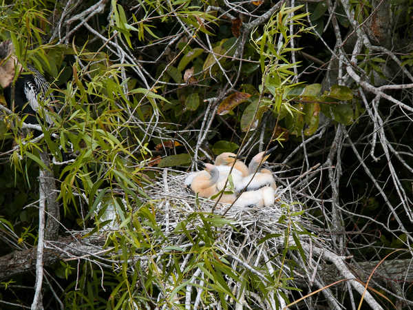 Everglades National Park - Nido di anhinga (la madre è in alto a sinistra)