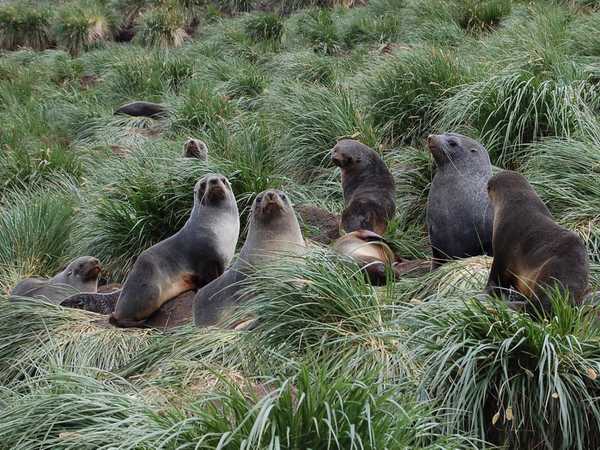 Fur seals (foche dalla pelliccia) nel tussock