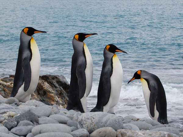 Quartetto di pinguini imperatore