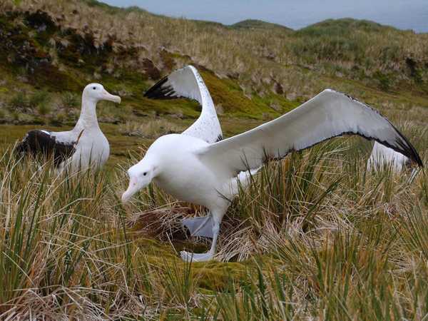 Danza di corteggiamento dell'albatros maschio