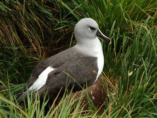 Albatros dalla testa grigia