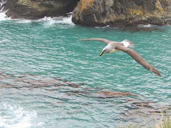 Albatros in volo