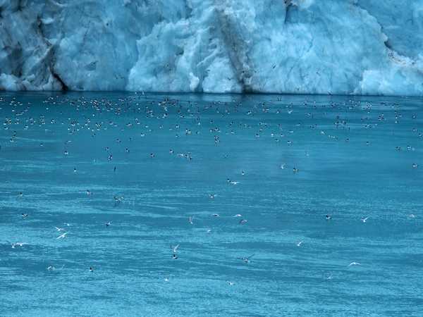 Drygalski Fjord - Sterne antartiche
