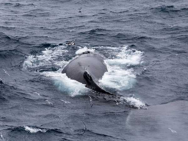 Megattere - Right Whale Bay