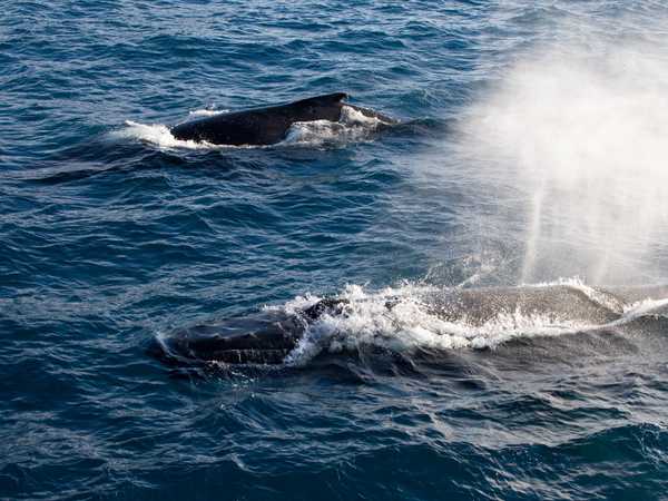 Megattere - Right Whale Bay