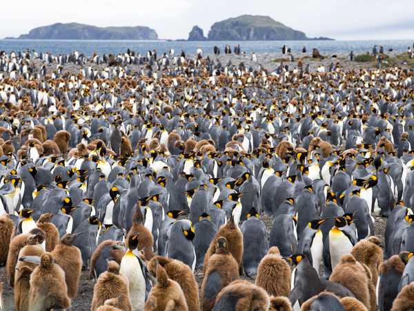 La colonia di king penguins di Salisbury Plain. Quelli col piumaggio bruno sono i piccoli nati nella primavera australe. In questa baia si stima una presenza di 150-200.000 coppie.