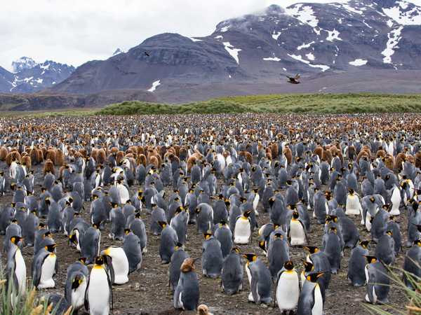 La colonia di king penguins di Salisbury Plain. Quelli col piumaggio bruno sono i piccoli nati nella primavera australe. In questa baia si stima una presenza di 150-200.000 coppie.