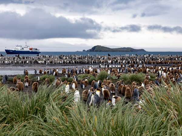 I king penguins di Salisbury Plain e sullo sfondo la Plancius