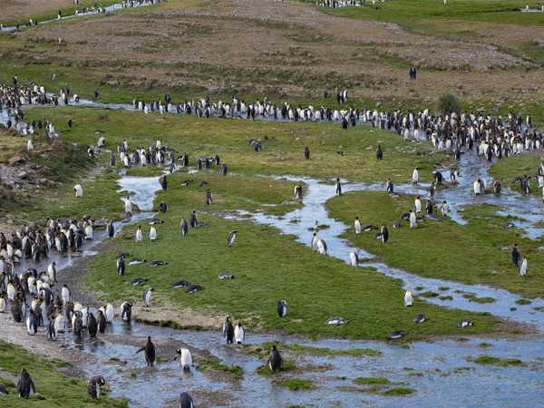 Fortuna Bay - colonia di king penguins