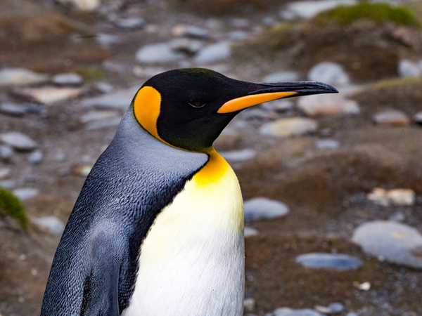 King penguin