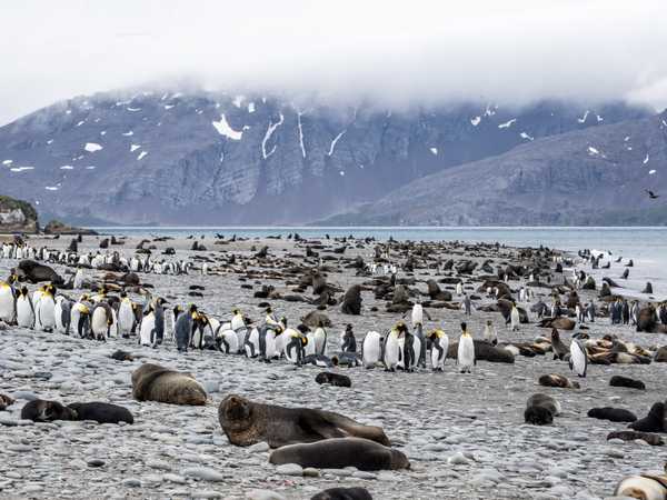 Fortuna bay - Fur seals e king penguins