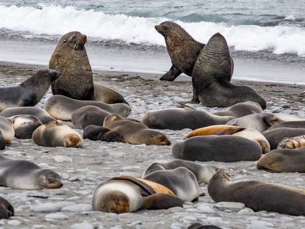 Maschi di fur seal con il loro harem - Fortuna Bay