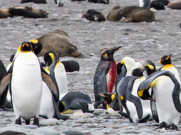 Futuro incerto per questo pinguino che è stato assalito da un'orca o forse da una foca leopardo. Perde molto sangue e le procellarie già volteggiano sopra di lui. L'unica sua speranza di sopravvivenza è rimanere al centro della colonia.