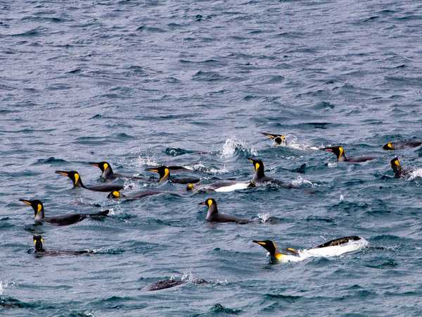 King penguins pronti ad immergersi