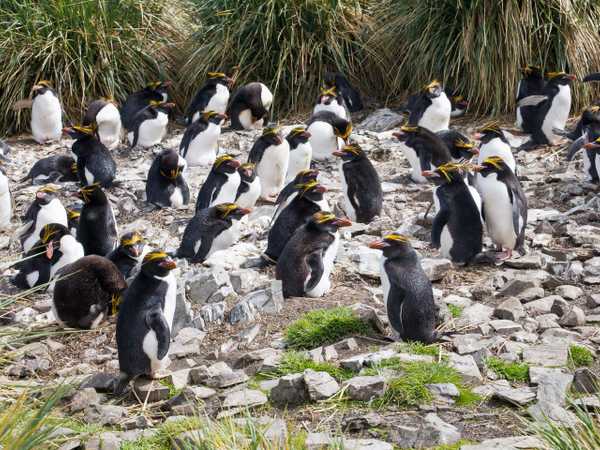 La colonia di pinguini macaroni di Cobbler's Cove