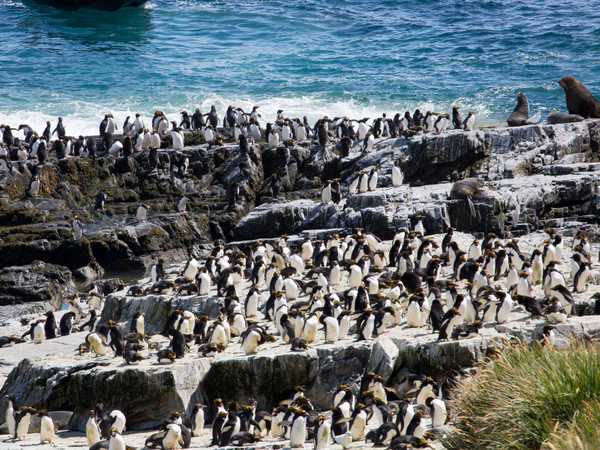 La colonia di pinguini macaroni di Cobbler's Cove
