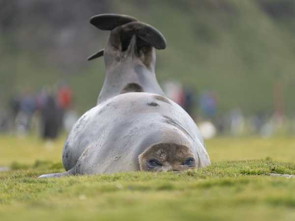Grytviken - una foca dalla pelliccia fa stretching sul prato