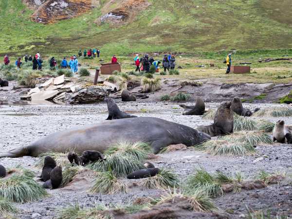 Gold Harbour - fur seals (otarie orsine) e elefanti di mare sulla battigia. Quello in primo piano è un giovane maschio di circa 2 tonnellate