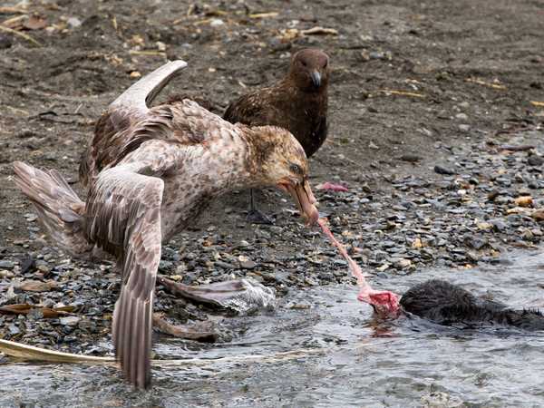 Gold Harbour - una procellaria ha strappato un cucciolo di foca alla madre e se ne ciba. Uno skua poco dietro attende per spolpare la carcassa.