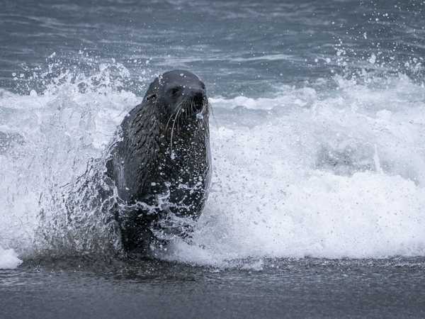Gold Harbour - fur seal (otaria orsina)