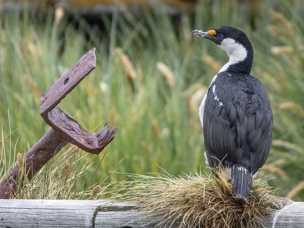 Gold Harbour - Blue eyes shag. I cormorani hanno occupato il relitto del Bayard