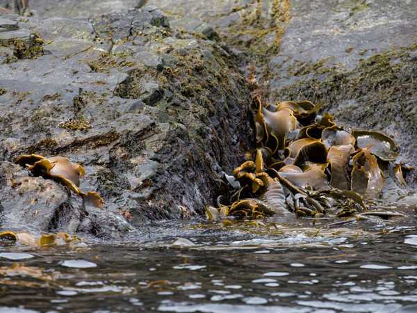 Cumberland West Bay - il kelp