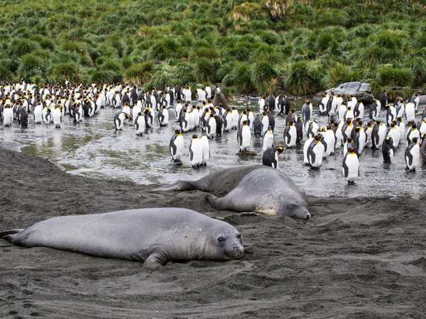 Ocean Harbour - Elefanti di mare e king penguins