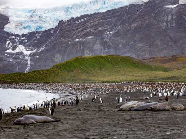Ocean Harbour - elefanti di mare e king penguins
