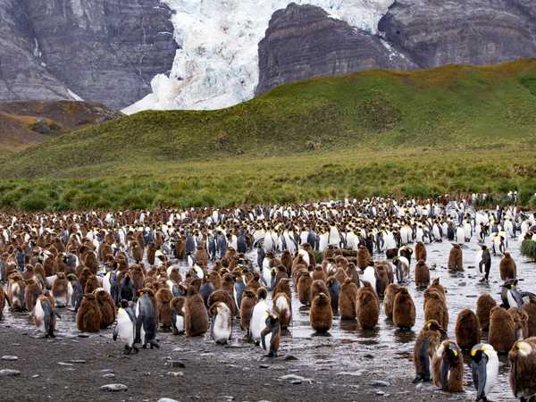 Ocean Harbour - colonia di king penguins