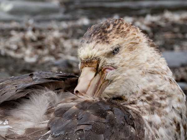 Ocean Harbour - Procellaria gigante (southern giant petrel)