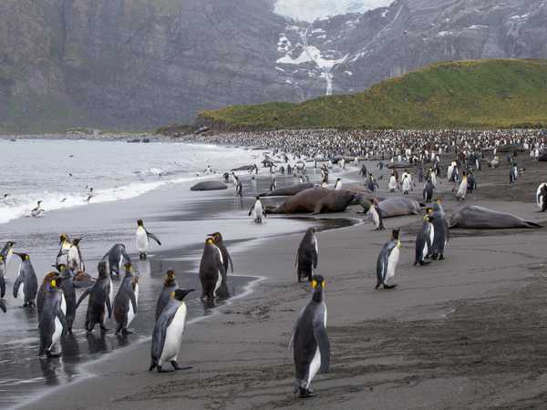 Ocean Harbour - elefanti di mare e king penguins