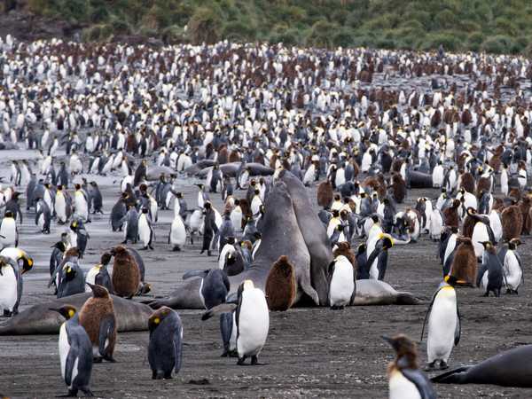 Ocean Harbour - elefanti di mare e king penguins
