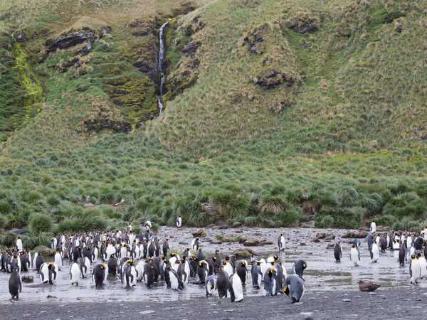 Ocean Harbour - elefanti di mare e king penguins
