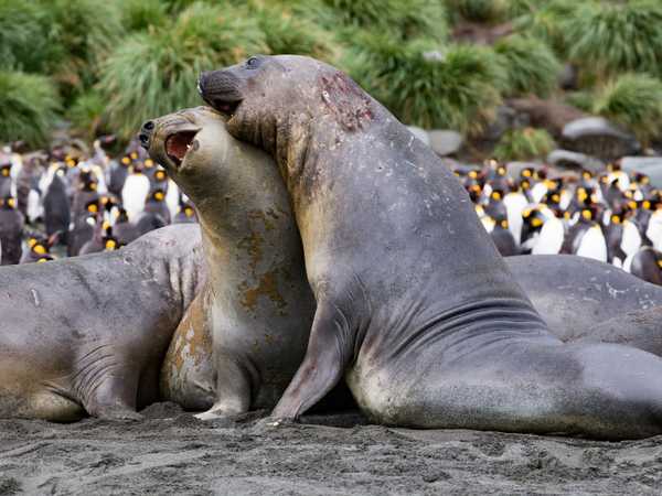 Ocean Harbour - due maschi di elefanti di mare duellano a morsi e panzate
