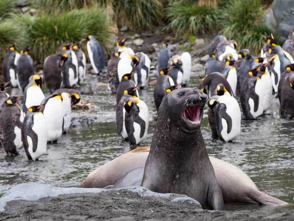 Ocean Harbour - elefanti di mare e king penguins