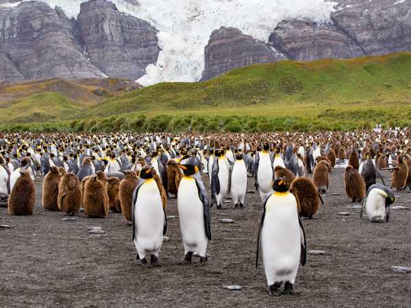 Ocean Harbour - king penguins con i piccoli, con peluria marrone