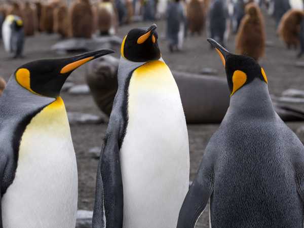 Ocean Harbour - king penguins
