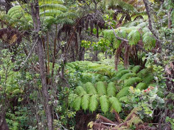 L'intricatissima foresta pluviale lungo la Chain of Craters Road - Hawaii Big Island