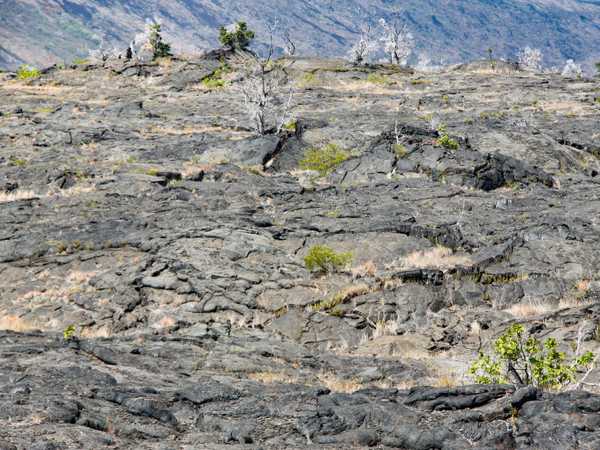 Lava field lungo la Chain of Craters Road - Hawaii Big Island
