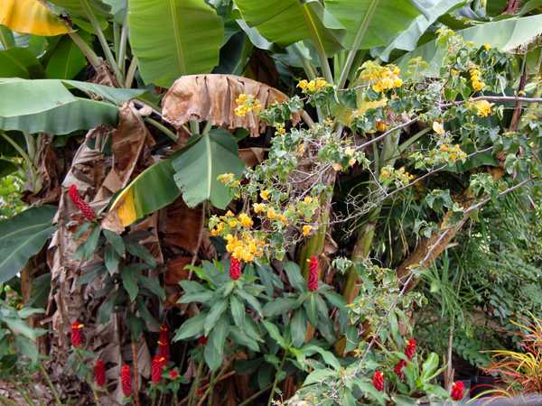 Pepeekeo Tropical Botanical Garden - Hilo - Hawaii Big Island