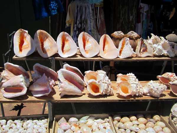 Grandi conchiglie in vendita al mercatino di Lihue - Kauai