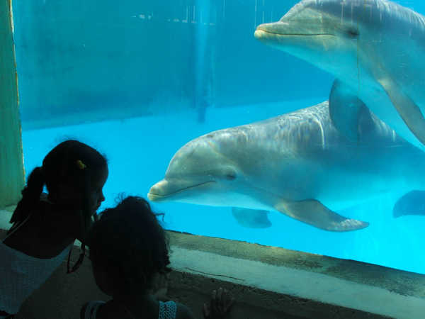 Delfini curiosi osservano Melanie e Paulita nell'Acuario Nacional de La Habana