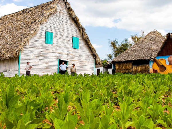 Coltivazione del tabacco a Pinar del Rio