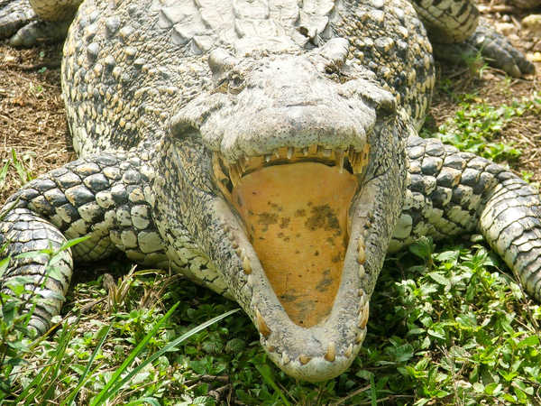 'Crocodilario' di Guamà