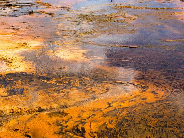 Le alghe brune termofile che colorano gli effluenti dai geyser e dalle sorgenti calde