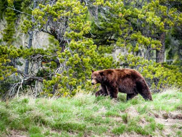 Incontro ravvicinato col grizzly nel Many Glacier Campground