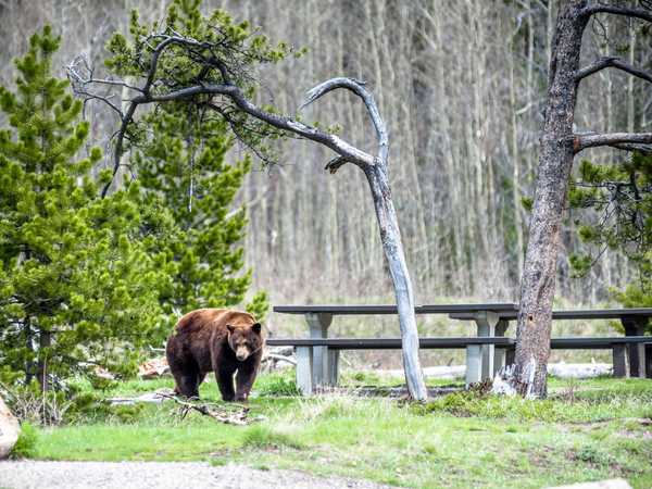 Incontro ravvicinato col grizzly nel Many Glacier Campground