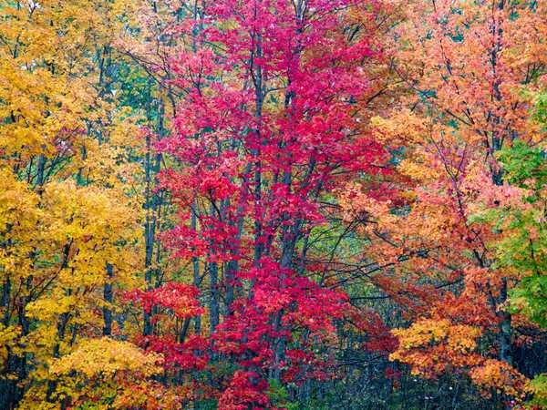 Foliage nel Camden Hills State Park