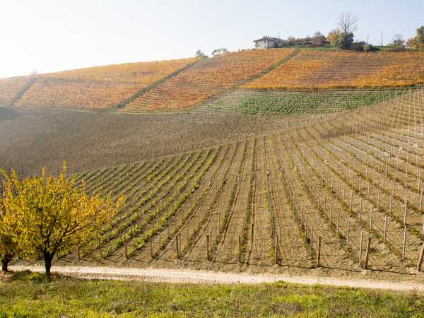 Colline dell'Albese