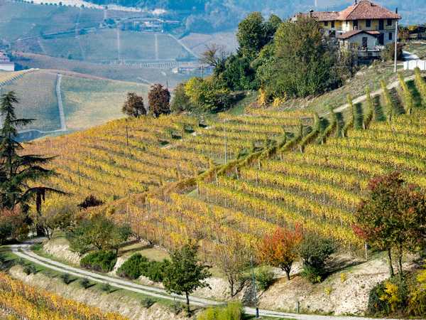 Colline dell'Albese